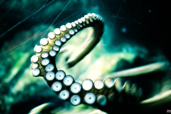 Kraken 24at