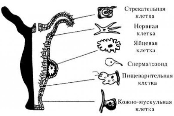 Что такое кракен только через тор
