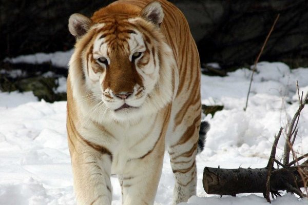 Где купить наркотиков